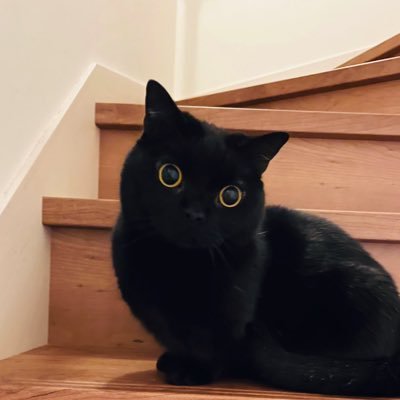 251slvXHFFmAO9W's profile picture. 渋谷・目黒・表参道が好きな30代です。