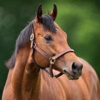 Peckham Bloodstock and Racing (@peckhambs) 's Twitter Profile