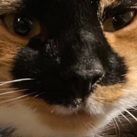 being (@weedjs) 's Twitter Profile