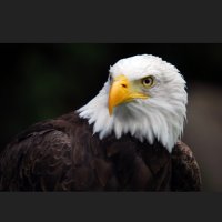 Deal with it (@whoseyodaddy2) 's Twitter Profile