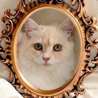 リリー (@pvjfuqieumzgidp) 's Twitter Profile