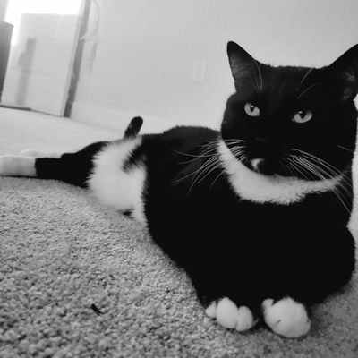 VimarshKumar1's profile picture. wanderer,wonderer, thinker