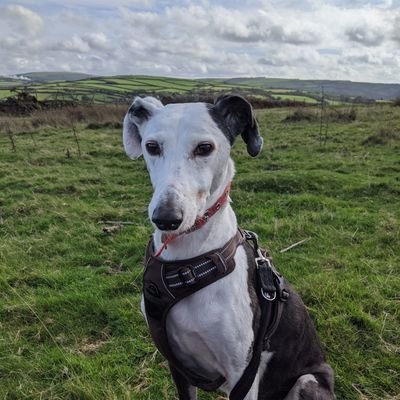 We are Bramble (whippet X, 10) and Lazarito (Galgo, 8) enjoying sofas and fields in North Devon. Fostering for https://t.co/8Xpf4Xgg4e and @DT_Ilfracombe