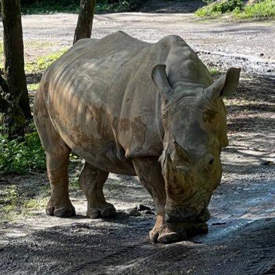 Rad Rhino