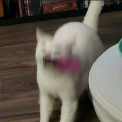 frzz's profile picture. Gender is stupid, no thank you.
One of those They/Thems. 
I eat plants, fix things, take pictures of stuff, get stupid tattoos and flirt with people.