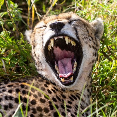 @leifhinrichsen.bsky.social
@leifhinrichsen@mastodon.online
