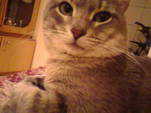 58bcrhf's profile picture. Женщина :) Колорадка Ватница Люблю рашку  Короче - русня