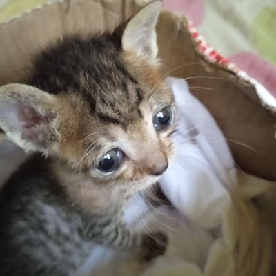 angela_malavazi's profile picture. AMOR À VIDA, ÀS PESSOAS, AOS ANIMAIS✨🌟💓💖💥💥🌠🧞‍♀️🪂🦚🌻...