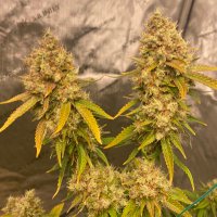 IBSmokin π± (@ibsmokin710) 's Twitter Profile Photo IBSmokin π± (@ibsmokin710) 's Twitter Profile Photo