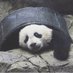 bao bao (@baobao_chine) Twitter profile photo bao bao (@baobao_chine) Twitter profile photo