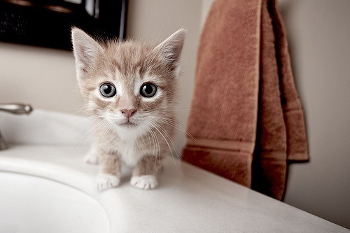 Briannadra's profile picture. The mary jane salad