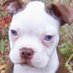 pets_all_the_dogs 🐾 (@travisthe4th) Twitter profile photo pets_all_the_dogs 🐾 (@travisthe4th) Twitter profile photo