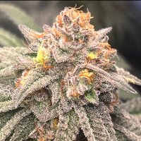 BillsBuds (@billsbud) 's Twitter Profile Photo BillsBuds (@billsbud) 's Twitter Profile Photo