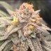 BillsBuds (@billsbud) Twitter profile photo BillsBuds (@billsbud) Twitter profile photo