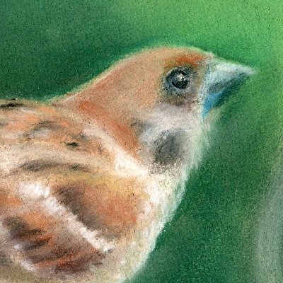 ゆっくり絵を描きためつつ、いろいろな方の作品と小鳥たちの写真を拝見しています。描くのはパステル画がメインです。
時期によって、ＴＬを見ていなかったりフォローバックが遅くなったりすることがありますが、どうかご容赦ください。
よろしくお願いします。（※おばさんです。）#ArtistOnTwitter