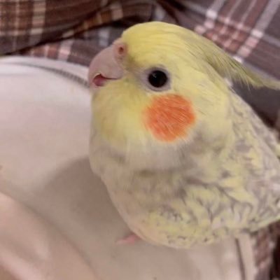 白鳥さんのプロフィール画像