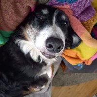Sharoblu 🇮🇪 🇺🇦 (@sharoblu) 's Twitter Profile