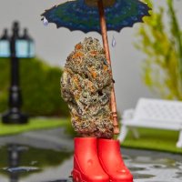 Robert420 (@alspaw_l) 's Twitter Profile