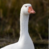 Gander Critical (honk/honkself) (@gander_critical) 's Twitter Profile Photo Gander Critical (honk/honkself) (@gander_critical) 's Twitter Profile Photo
