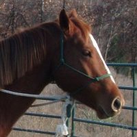 casscowgirl's profile picture. 