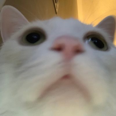 HamzaIqbal_'s profile picture. 🎲