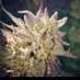 Canadian_Cannabis_Man (@cdncannabisman) Twitter profile photo Canadian_Cannabis_Man (@cdncannabisman) Twitter profile photo