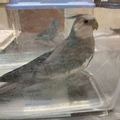 迷子になったオカメインコを探しつつ、保護した猫の飼い主を見つけるまでのアカウント、。1日の様子を呟きます。たまに先住猫のことも...。