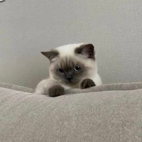 Nova (@novaaiie) 's Twitter Profile