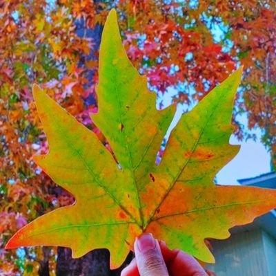 AltafKasheer's profile picture. 