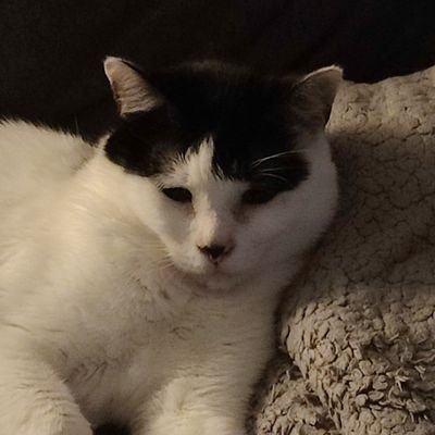 dre_uwu's profile picture. FFXIV raider | Stream on occasion looking to stream more | 99% of the pictures I have are of my cats being cute