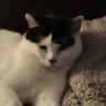 dre_uwu's profile picture. FFXIV raider | Stream on occasion looking to stream more | 99% of the pictures I have are of my cats being cute