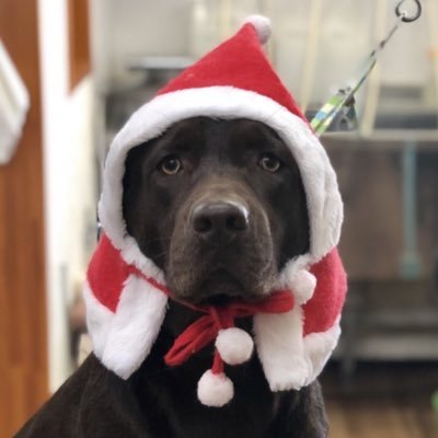 buruha0930's profile picture. 政治.歴史🇯🇵勉強中の日本保守党員です。安倍晋三さん. 安倍昭恵さん.百田尚樹さん.有本香さん.スポーツ.🏐音楽🎵ワンちゃん🐶が大好きです。 無言フォローお許しを.DM基本見ません。#六四天安門事件