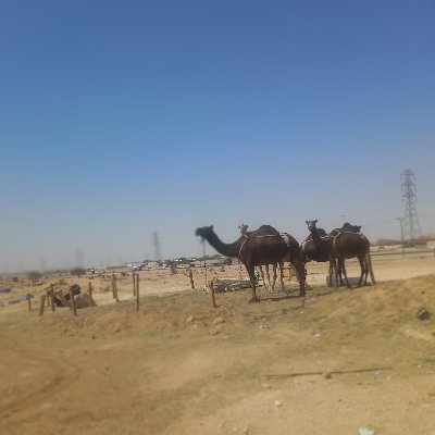 tzD1bVu9qERDdUx's profile picture. PhD in applied  Linguistics.... assistant professor