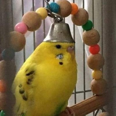 macsxxi's profile picture. 🇵🇱