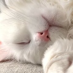 zzwhitecat's profile picture. ‖lキズl‖🦔🌙 、🍡RAZOR ✨その他音楽色々聞きます。Rock, Drum’n bass, Breakcore