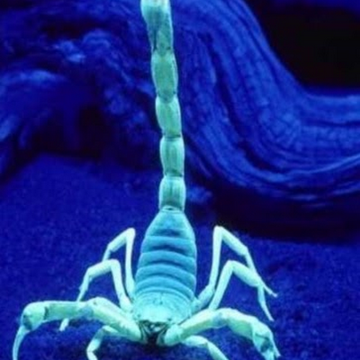 KScorbian's profile picture. 