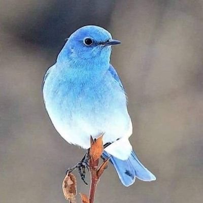 BkHzIa6ORlq9vZO's profile picture. 