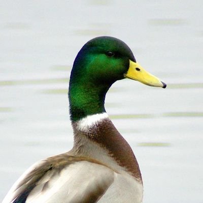 StrathclyderDev's profile picture. a roblox developer who likes modernist buses and diesel trains