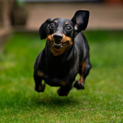 Sharing beautiful & adorable photos and all #Dachshund #dogs videos. The contents are not our. All credit for real owners.