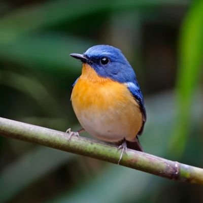 Voyager 🌏🚲⛵, vivre ensemble 👍🏘, découvrir 😀📸📽, profiter 🥗🍺🎶 #birds