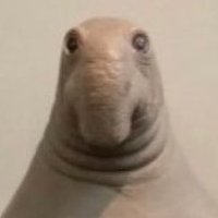 BODEGA VENETA (@fellahadid) 's Twitter Profile