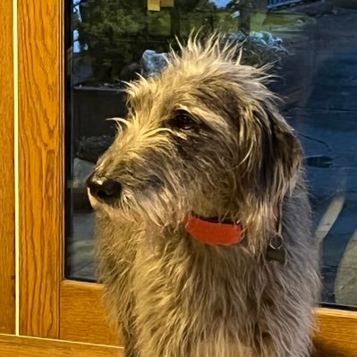 Two lovable lurchers, mother and daughter. Balls on the beach, open spaces and, given the chance, rabbits. We're not allowed on the sofa!