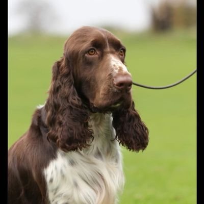 Griff Bebb-Sutton Profile