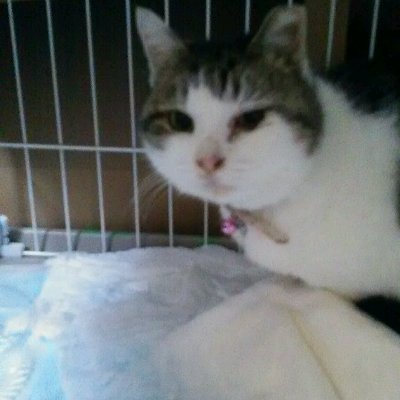 ehd33877's profile picture. 生き物とのふれあいで多くの事を学びながら成長しました。少しでも共存のために、努力したいと思います