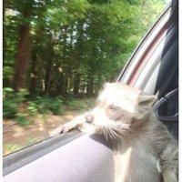 DoDo (@dodo_5257) 's Twitter Profile Photo