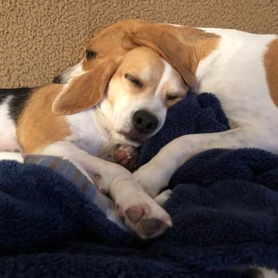 BRYHER & TEAN 2 Gorgeous bundles of Beagle love 💕 Mums proud British Armed Forces Veterans #LFC #YNWA 🌈🐾Sammie girl 🌈 ❤️ 🐾Lucky 🌈