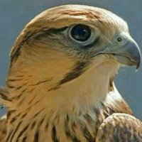 صقر الجزيرة (@sfr_rb) Twitter profile photo