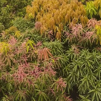 xuxaverdediz's profile picture. ~~~