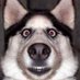 Животные лучше людей (@zhivotnieluchse) Twitter profile photo Животные лучше людей (@zhivotnieluchse) Twitter profile photo