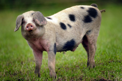 moink_tdr's profile picture. MOINK!